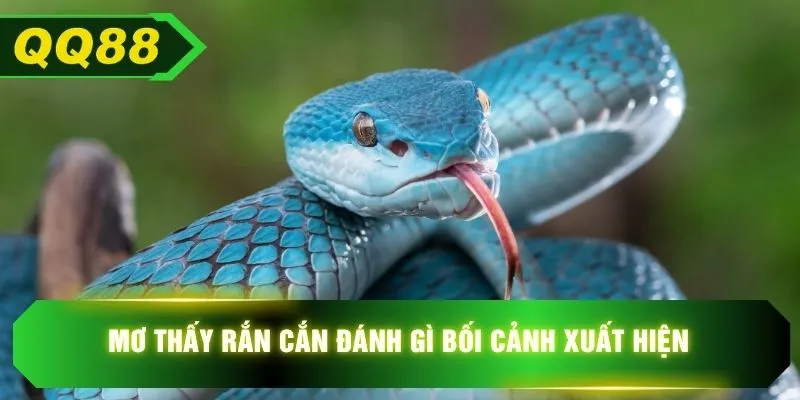 Mơ thấy rắn cắn đánh gì bối cảnh xuất hiện 